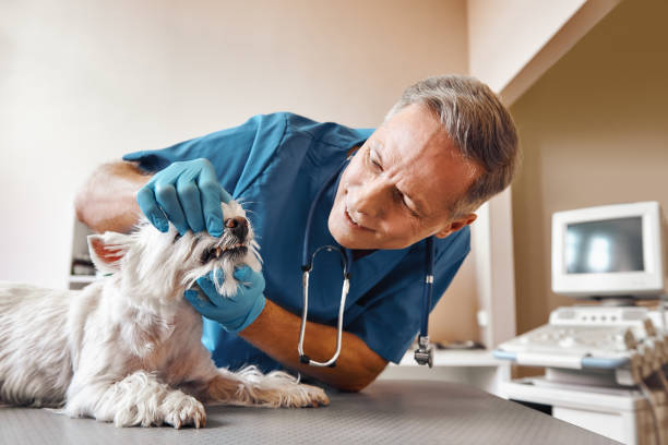 Best Emergency Dentist for Knocked-Out Tooth in Dallas Center, IA